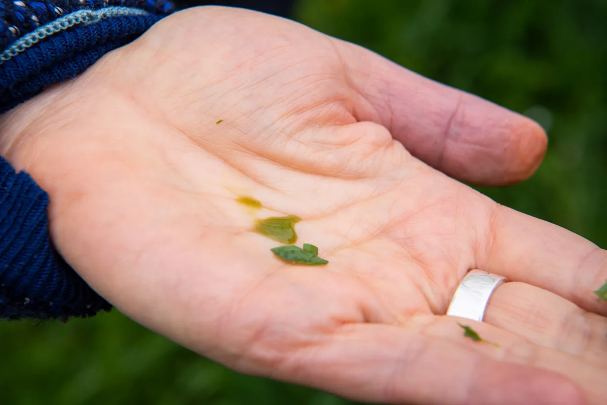 Spitzwegerichsaft auf einer Hand.
